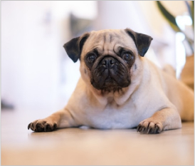 Pug