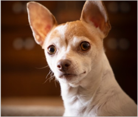 Chihuahua