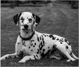 Dalmatian