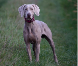 Great Dane
