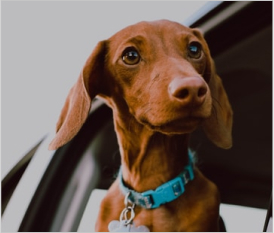 Dachshund