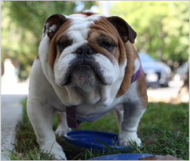 English Bulldog