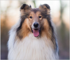 Rough Collie
