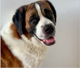 Saint Bernard