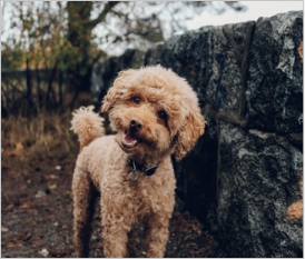 Poodle