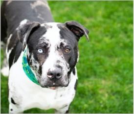 Pit Bull
