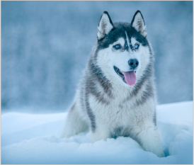 Siberian Husky