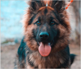 German Shepherd