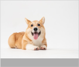 Corgi