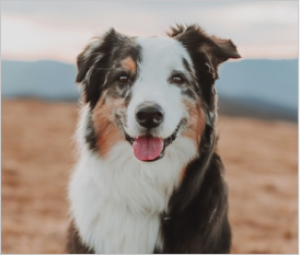 Australian Shepherd