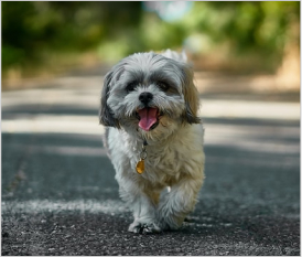 Shih Tzu