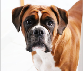 Boxer