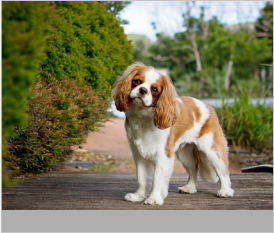 Cavalier King Charles Spaniel