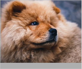 Chow Chow
