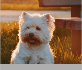 Cairn Terrier