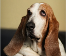 Basset Hound