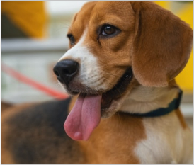 Beagle