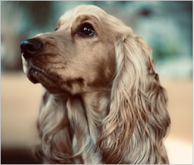 Cocker Spaniel