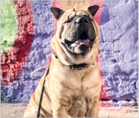 Chinese Shar-Pei