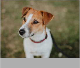 Jack Russell Terrier