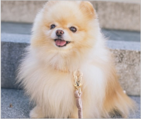 Pomeranian
